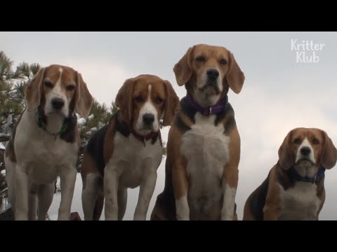 Video: Is beagles vat bors?