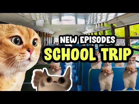 CAT MEMES SCHOOL TRIP COMPILATION...