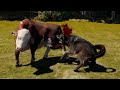 All wolf prey hunting animation in SLOW MOTION