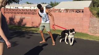 Border Collie Learning to Heel