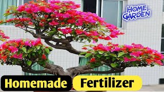 Best fertilizer for bougainvillea plant || desi khad || Home garden