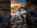 This Bird Moonwalks For Love #shorts #animals #wildlife #birds