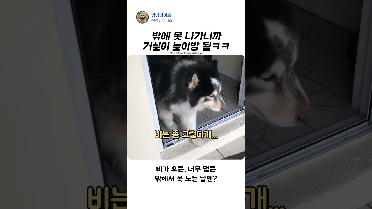 이런 주인 둔 댕댕이는 좋겠다!!#Shorts #허스키 #강아지 #댕댕이 #반려견일상 #대형견