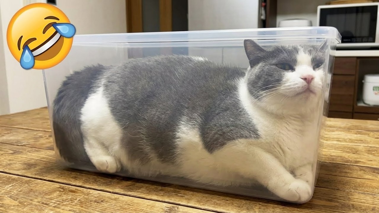 Попробуй Не Засмеяться 😂 Самые Смешные Коты и Собаки 2025 года 🐱🐶