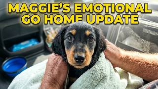 This Adorable Mini Dachshund Puppy Gets Her Dream Home|Puppy Maggie's Final update!