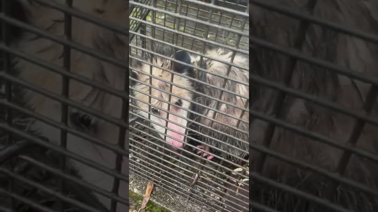 Long Island Opossum Removal