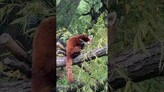 The red panda eats