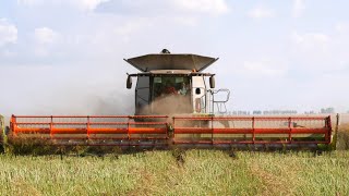 видео: Уборка рапса / 3x CLAAS Lexion (770, 540C, 560), 2x ПАЛЕССЕ (GS12, GS 12A1), ГАЗ 53, МАЗ 6501 и др./ картинка: Уборка рапса / 3x CLAAS Lexion (770, 540C, 560), 2x ПАЛЕССЕ (GS12, GS 12A1), ГАЗ 53, МАЗ 6501 и др./