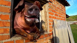 картинка: ОТРУБИ и БМВД дешевле только трава... Саня пропал без вести