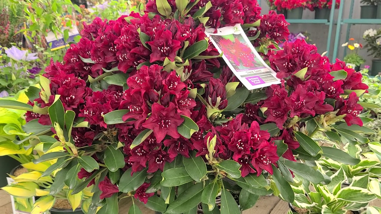 Rhododendron 'Dark Lord' // Bred for our Region, MAGNIFICENT, Rich, WINE RED blooms!