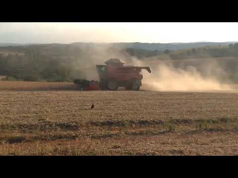 Vídeo: Rabanete: Safras De Verão