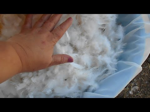 Как обработать перо для подушки в домашних условиях