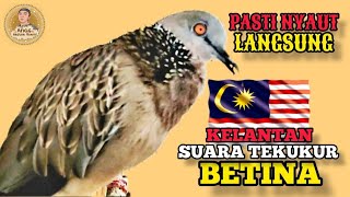 Derkuku Kelantan Betina Gacor Irama Enak Buat Panggilan Pejantan Malas Agar Mau Bunyi ‼️