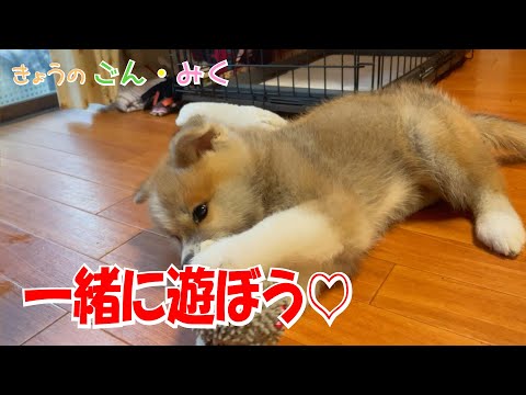 仔犬を迎えて… 一緒に遊ぼう♡　今日のごん・みく♡　秋田犬【ごん・みく チャンネル】