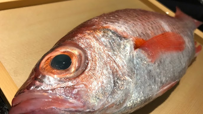 11 Aged Kinmedai Golden eye snapper / Cut to fillet Japanese fish / Sushi  Japanese food 