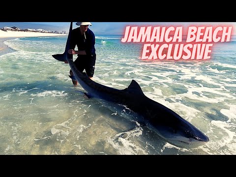 REVENGE on GIANT Tiger Shark Like @LandsharkOutdoors(LBSF)