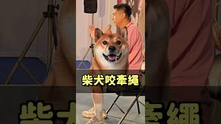 柴犬咬牽繩！｜熊爸估狗 #pets #寵物 #寵物 #狗狗 #萌宠 #柴犬