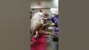 Assisting a sow during birth