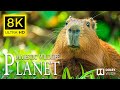 Most Peaceful Animal 🐾 Discovering the Majestic and Mischievous of Wildlife with | Cinematic Sound