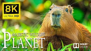 Most Peaceful Animal 🐾 Discovering the Majestic and Mischievous of Wildlife with | Cinematic Sound