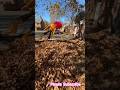 Jump in to fall? #animal #fallleaves #travel