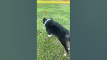 Mini Aussie learns to fetch.