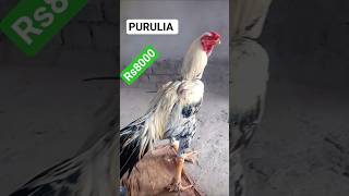 Everything You Need to Know About Parrot Beak Aseel Roosters🎯parrot beak Aseel 💀 Mafia #mafia
