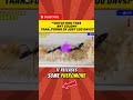 “I Simulated an Ant Colony for 100 Days — The Transformation is INSANE!”