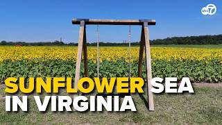 Virginia’s sunflower fields are in full bloom -- take a stunning drone tour