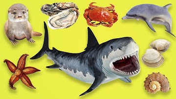 EASY ENGLISH ANIMALS in the ocean for all