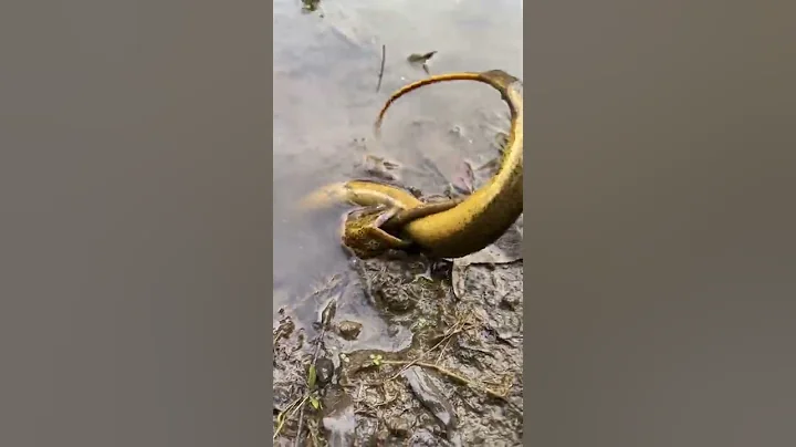 Amazing Best Eel Fishing | Eels Fishing On Rice Field | Catching Eels By Hand In The Hole - DayDayNews