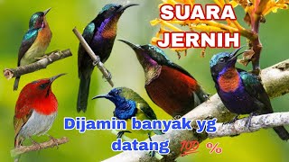 suara pikat berbagai macam burung Kolibri,sudah saya buktikan sendri,,hasil selalu memuaskan...