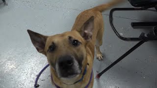 Pet Pals: St. Joseph Animal Shelter highlights a playful dog named ‘Ben’