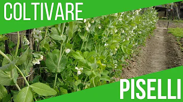 Quando piantare le piantine di piselli?