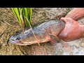 Snakehead Fish Hole Catching-My Village Countryside Fishing Technique-Catch n Cook#1