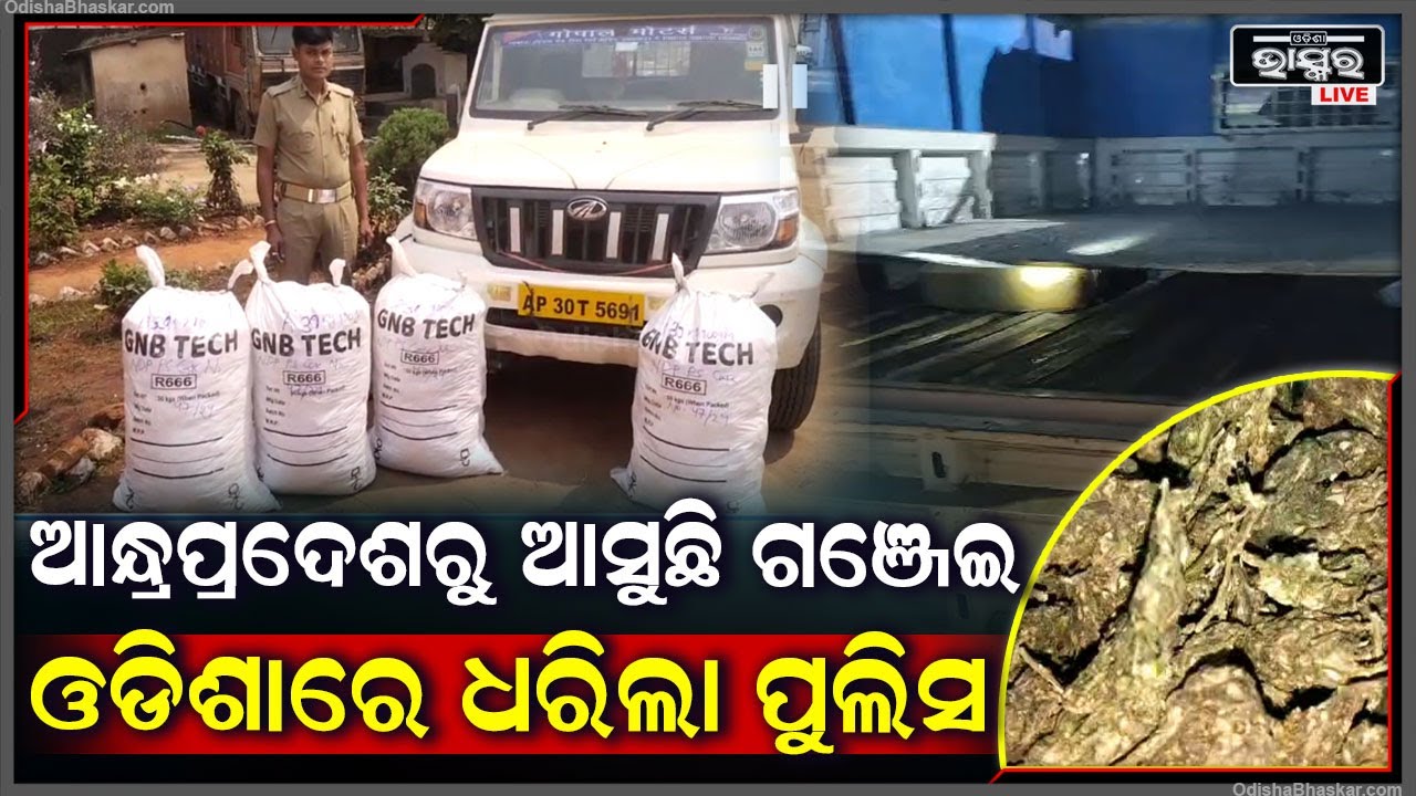 ପୁଣି ଧରାପଡିଲା ଗଞ୍ଜେଇ ଭର୍ତ୍ତି ଭ୍ୟାନ । ଆନ୍ଧ୍ରପ୍ରଦେଶରୁ ଓଡିଶାକୁ ହେଉଛି ଚାଲାଣ ! ଏହି ଜାଗାରେ ମାଡିବସିଲା ପୁଲିସ