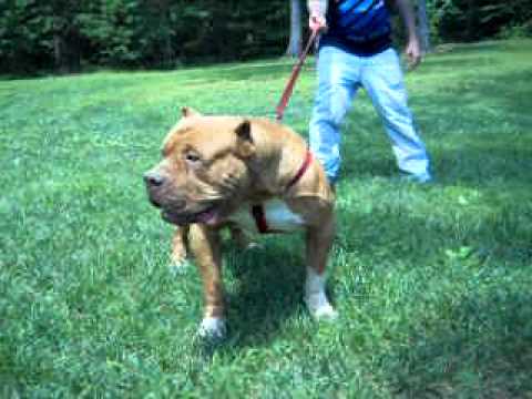 "THE BUS" THE BIGGEST Red Nose PIT BULL IN THE WORLD " BUS PUPPIES" Available Now Only at Camelot Pits. Call or Text us at (931)248-5632 CamelotPits@yahoo.com We are located in the beautiful Mountains of Tennessee. Grandson to Chevy Red Dog 4x's Chevy Red Dog 2x's Kick Ass Kicker What Separates "THE BUS" from most other Big Dogs out there is his Ability to Work and his DRIVE. He has Tons of Drive and Throws That Drive to His Offspring! "THE BUS" Is a Grandson To The WORLD FAMOUS SPAULDINS' "CHEVY RED DOG". The GREATEST WEIGHT PULL DOG TO EVER LIVE! Sure, There are a few other Dogs who Claim to be in the same weight class as "THE BUS" But Most are Grossly Out Of Shape and their weight is GREATLY EXAGGERATED! "THE BUS" Has Been Weighted at different Weight Pull Events by different people so His Weight has been VERIFIED and He is in GREAT SHAPE! "THE BUS" Is in No Way a SHORT BULLY TYPE OF DOG. He is Just an All Around HUGE DOG That STOPS TRAFFIC EVERY WHERE HE GOES! So, If YOU TRULY WANT ONE OF THE BIGGEST DOGS IN THE WORLD YOU HAVE COME TO THE RIGHT PLACE! REMEMBER THESE DOGS ARE WORKING DOGS AND ARE FROM THE BEST WEIGHT PULL BLOODLINES IN THE WORLD! THEY WERE NOT BRED TO BE PRETTY, THAT'S JUST A BONUS!