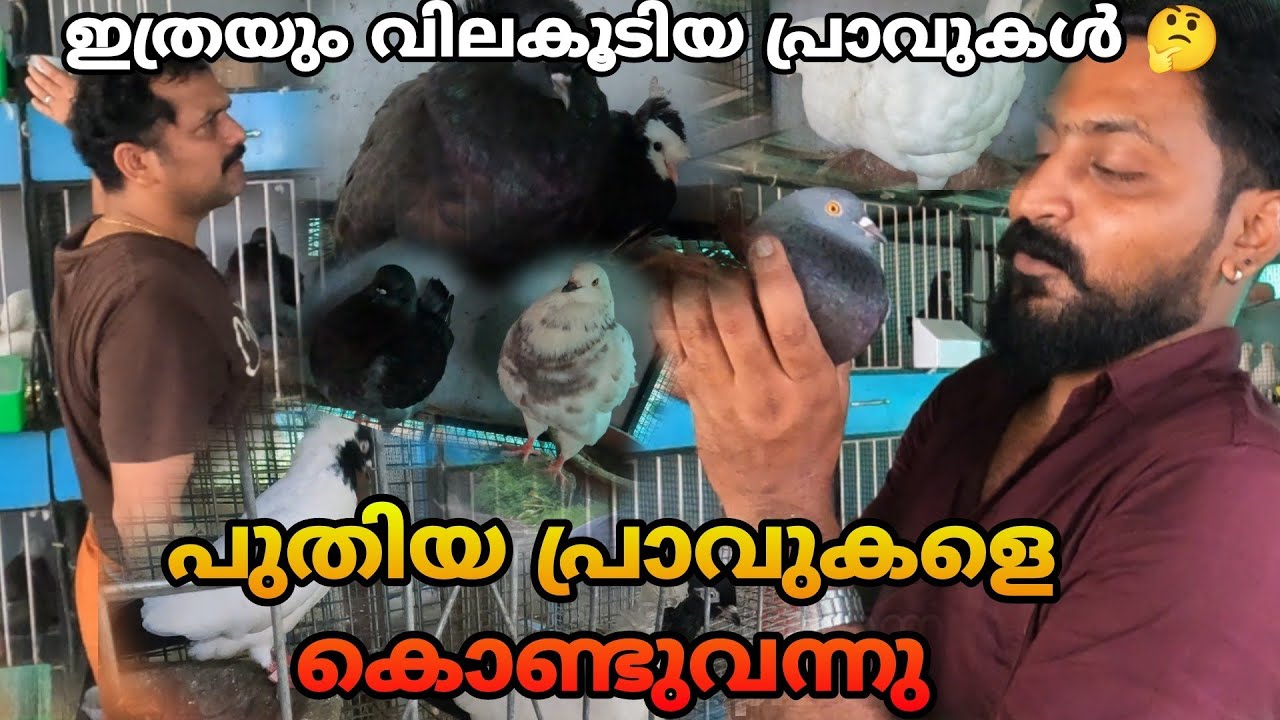 പുതിയ പ്രാവുകളെ കൊണ്ടുവന്നു.  എല്ലാ ഇനത്തിൽപ്പെട്ട പ്രാവുകളും ഇവിടെ ഉണ്ട്. #pigeon #keralafarming