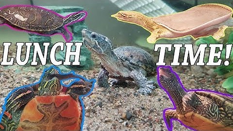 Feed My Pet Friday: Softshell, Painted, Map, and Musk Turtles!