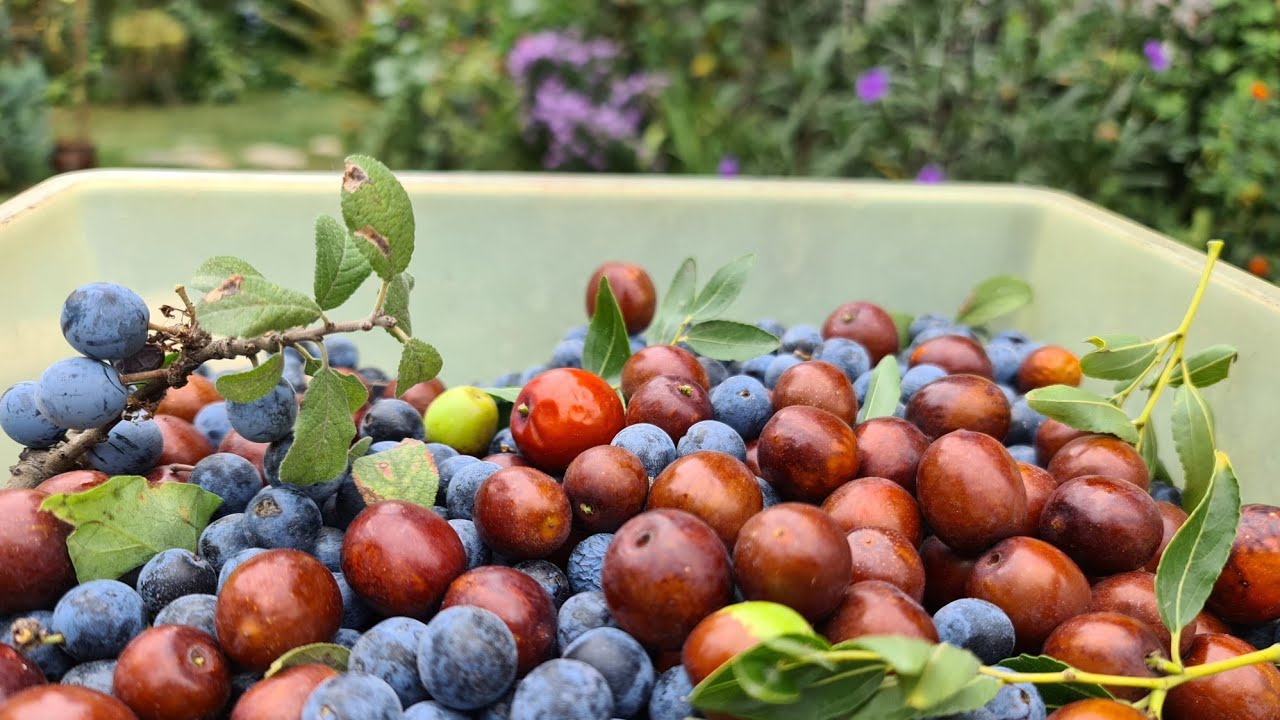 Yaban Meyveleri Hünnap ve Çakal Eriği Hasadı