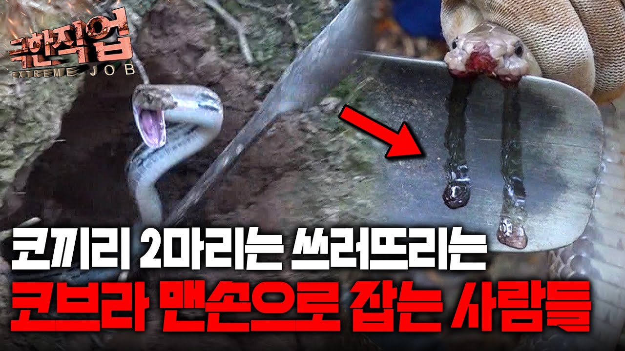 맨손으로 구멍에 손 넣어 거대한 뱀 꺼내는 용감한 전문가들. 코끼리 2마리는 쓰러뜨리는 맹독 품은 코브라｜극한직업