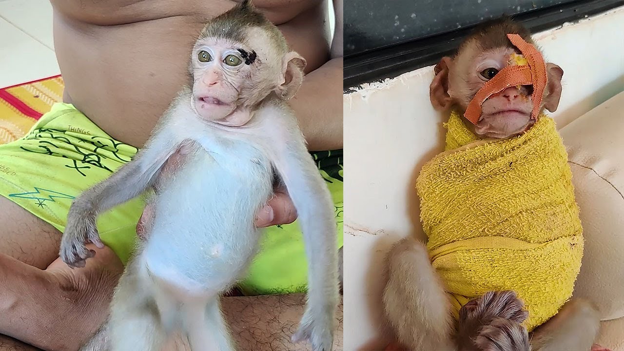 Bobo is a smart monkey, but I feel sorry for him because he is an orphan.