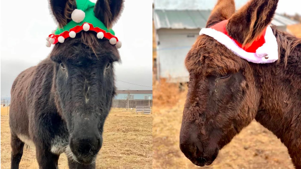 Christmas Donkeys Donkeys Wear Hats shorts YouTube