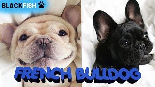 Cuccioli stupendi di BULLDOG FRANCESE