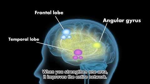 How Does The Reading Brain Work?