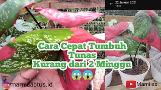 CARA AGAR KELADI BARET CEPAT TUMBUH TUNAS BARU