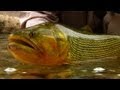 Argentina GOLDEN DORADO in the BACKCOUNTRY- FLY Fishing by Todd Moen
