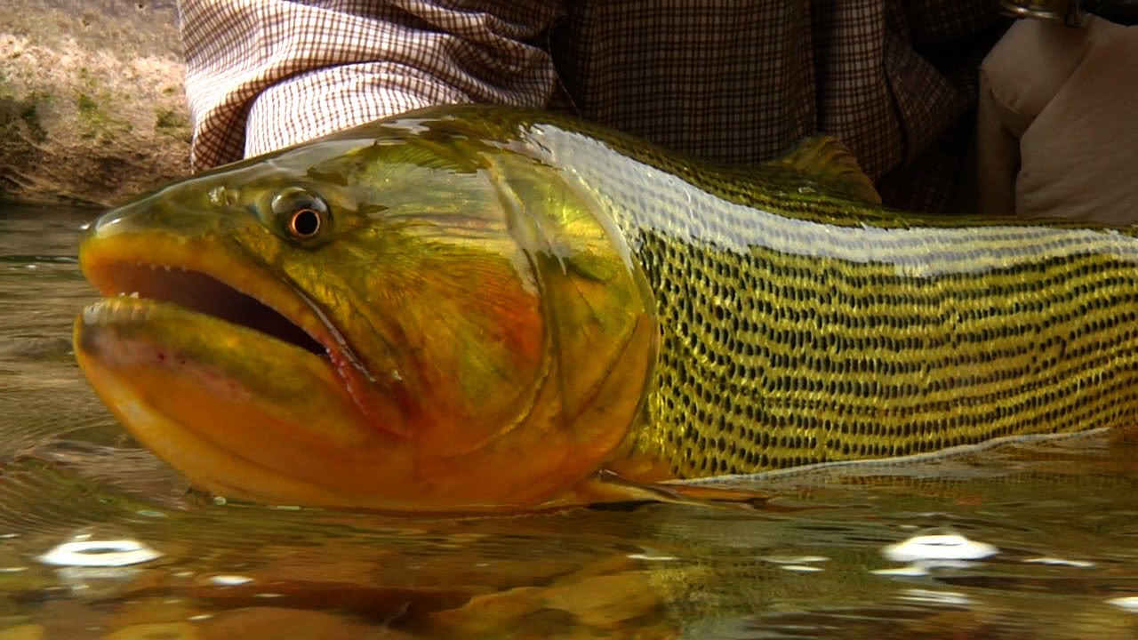 The RIO DORADO - Fly Fishing the Argentina BACKCOUNTRY- by Todd