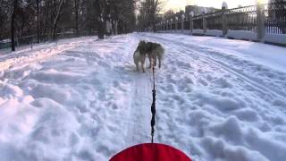 Training Avi & Gaby in Sleddog Sports on Danler Husky Buggy.