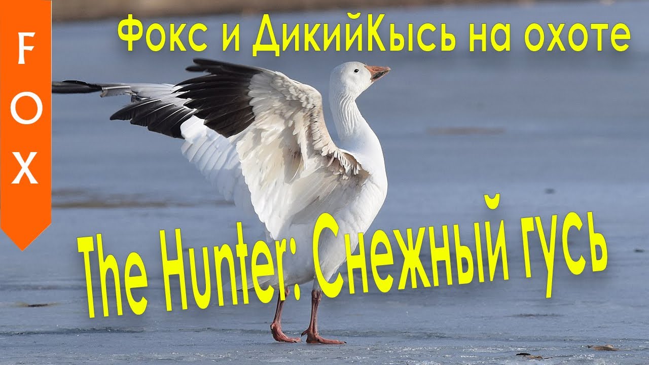 Хантер Гусь. Белый Гусь the Hunter Classic. Хантер и Гус. Хантер и Гус шип.